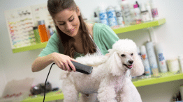 Curso Banho E Tosa Profissional